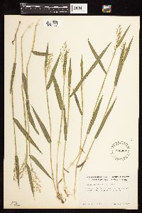 Dichanthelium leibergii image