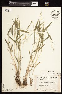 Dichanthelium leibergii image