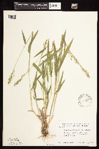 Dichanthelium leibergii image