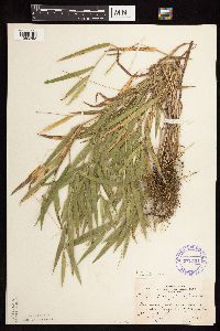 Dichanthelium leibergii image