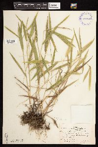 Dichanthelium leibergii image