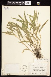 Dichanthelium leibergii image