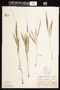 Dichanthelium leibergii image