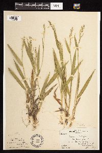 Dichanthelium leibergii image