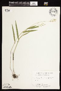 Dichanthelium leibergii image