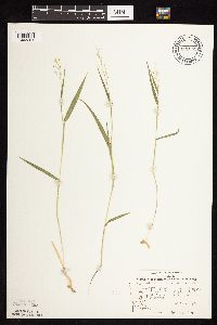 Dichanthelium leibergii image