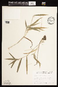 Dichanthelium leibergii image