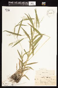 Dichanthelium leibergii image