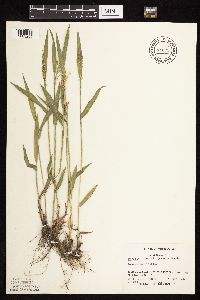 Dichanthelium leibergii image