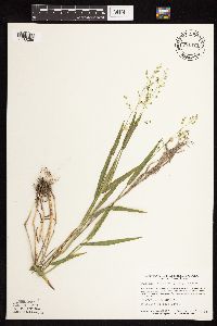 Dichanthelium leibergii image