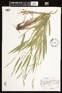 Dichanthelium leibergii image