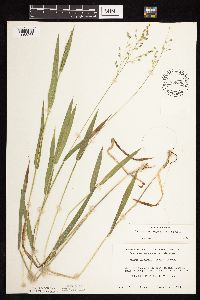 Dichanthelium leibergii image