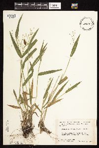 Dichanthelium leibergii image