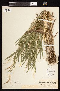 Dichanthelium leibergii image