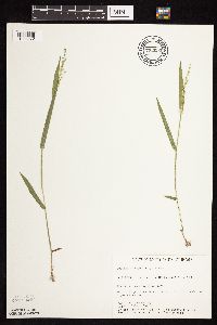 Dichanthelium leibergii image