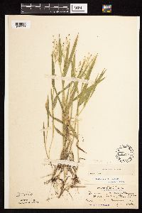 Dichanthelium leibergii image