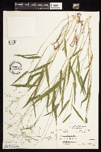 Dichanthelium leibergii image