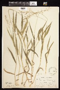 Dichanthelium leibergii image