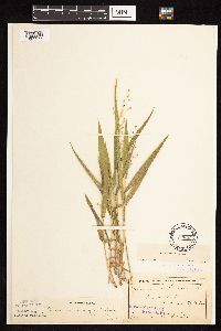 Dichanthelium leibergii image