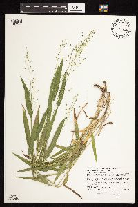 Dichanthelium leibergii image