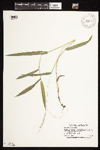 Dichanthelium leibergii image