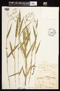 Dichanthelium leibergii image