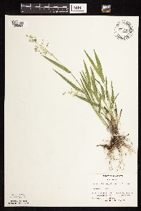 Dichanthelium leibergii image