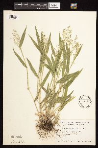 Dichanthelium leibergii image