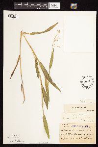 Dichanthelium leibergii image