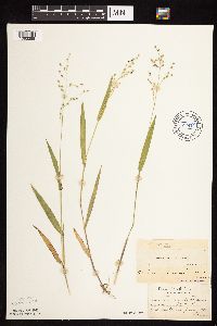 Dichanthelium leibergii image