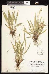 Dichanthelium leibergii image