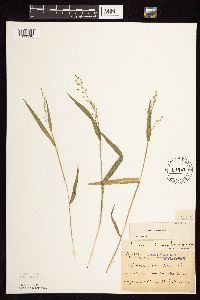 Dichanthelium leibergii image