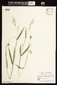 Dichanthelium leibergii image