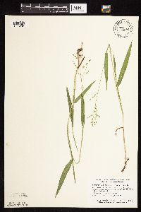 Dichanthelium leibergii image