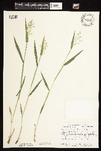 Dichanthelium leibergii image