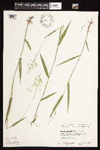 Dichanthelium leibergii image