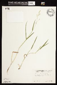 Dichanthelium leibergii image