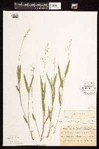 Dichanthelium leibergii image