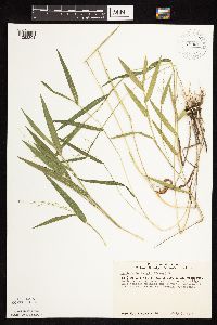 Dichanthelium leibergii image