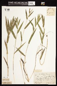 Dichanthelium leibergii image