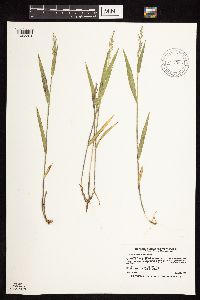 Dichanthelium leibergii image