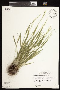 Dichanthelium leibergii image