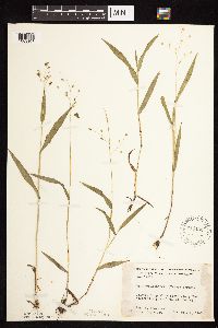 Dichanthelium leibergii image