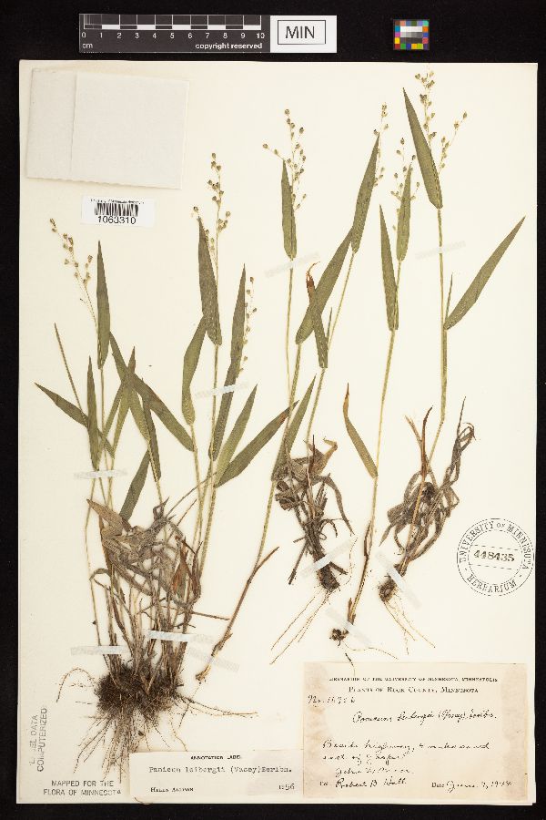Dichanthelium leibergii image