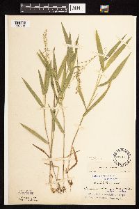 Dichanthelium leibergii image