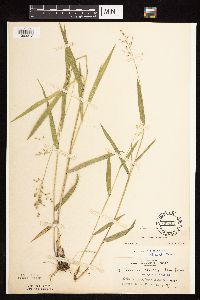 Dichanthelium leibergii image