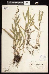 Dichanthelium leibergii image