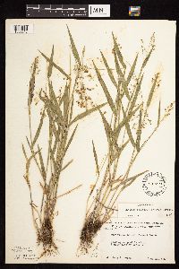 Dichanthelium leibergii image