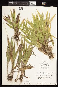 Dichanthelium leibergii image