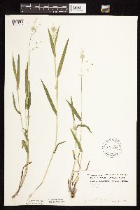 Dichanthelium leibergii image